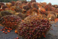 Pemerintah Dorong Stabilitas Harga Sawit Petani Selama Masa Transisi Ekspor (foto: 123rf)