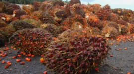 Pemerintah Dorong Stabilitas Harga Sawit Petani Selama Masa Transisi Ekspor (foto: 123rf)