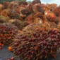 Pemerintah Dorong Stabilitas Harga Sawit Petani Selama Masa Transisi Ekspor (foto: 123rf)