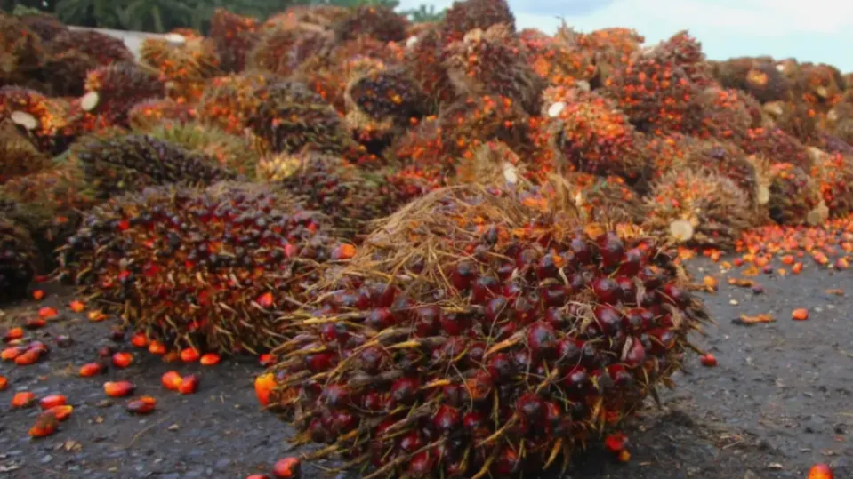 Pemerintah Dorong Stabilitas Harga Sawit Petani Selama Masa Transisi Ekspor (foto: 123rf)