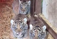 Empat Bayi Harimau Sumatera Lahir di Inggris, Jadi Harapan Baru Konservasi Satwa Langka (foto: Dok. Howletts Wild Animal Park)