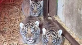 Empat Bayi Harimau Sumatera Lahir di Inggris, Jadi Harapan Baru Konservasi Satwa Langka (foto: Dok. Howletts Wild Animal Park)