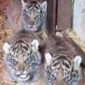 Empat Bayi Harimau Sumatera Lahir di Inggris, Jadi Harapan Baru Konservasi Satwa Langka (foto: Dok. Howletts Wild Animal Park)