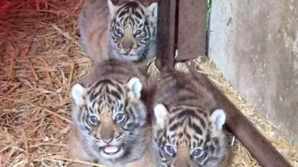 Empat Bayi Harimau Sumatera Lahir di Inggris, Jadi Harapan Baru Konservasi Satwa Langka (foto: Dok. Howletts Wild Animal Park)