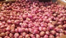 Inovasi Bawang Merah Berkelanjutan Dorong Sistem Produksi yang Lebih Efisien (foto: surabayapagi)