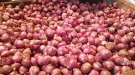 Inovasi Bawang Merah Berkelanjutan Dorong Sistem Produksi yang Lebih Efisien (foto: surabayapagi)