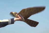 Robot Burung Penghalau, Jadi Andalan Baru Australia untuk Lindungi Tanaman (foto: youtube/RaM University of Twente)