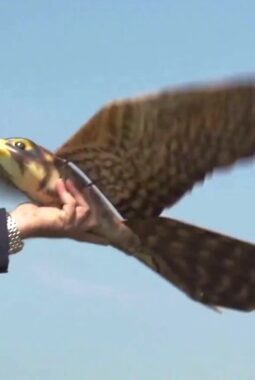 Robot Burung Penghalau, Jadi Andalan Baru Australia untuk Lindungi Tanaman