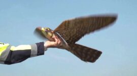 Robot Burung Penghalau, Jadi Andalan Baru Australia untuk Lindungi Tanaman (foto: youtube/RaM University of Twente)