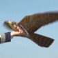 Robot Burung Penghalau, Jadi Andalan Baru Australia untuk Lindungi Tanaman (foto: youtube/RaM University of Twente)