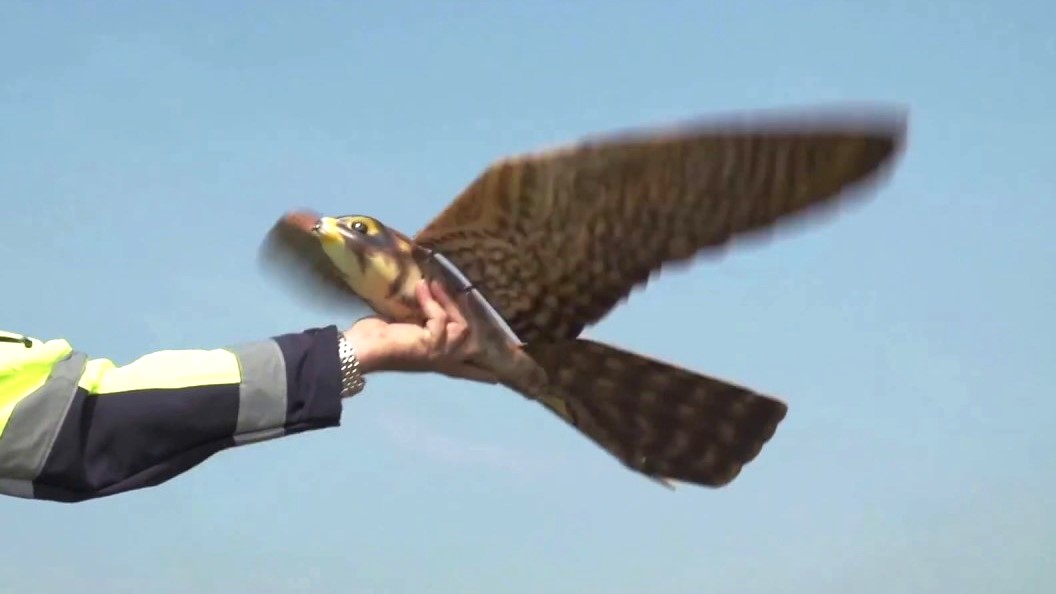 Robot Burung Penghalau, Jadi Andalan Baru Australia untuk Lindungi Tanaman (foto: youtube/RaM University of Twente)