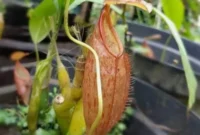 Keanekaragaman Nepenthes Indonesia Jadi Warisan Berharga, Jejak Prof. Mansur Jaga Kantong Semar (foto: ksdae.kehutanan)
