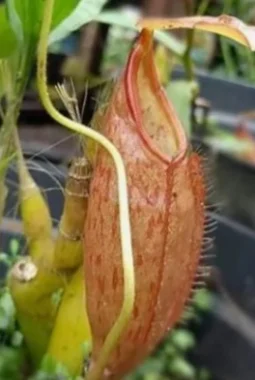 Keanekaragaman Nepenthes Indonesia Jadi Warisan Berharga, Jejak Prof. Mansur Jaga Kantong Semar