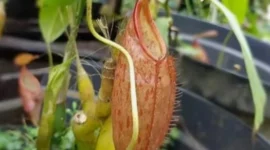 Keanekaragaman Nepenthes Indonesia Jadi Warisan Berharga, Jejak Prof. Mansur Jaga Kantong Semar (foto: ksdae.kehutanan)