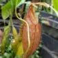 Keanekaragaman Nepenthes Indonesia Jadi Warisan Berharga, Jejak Prof. Mansur Jaga Kantong Semar (foto: ksdae.kehutanan)