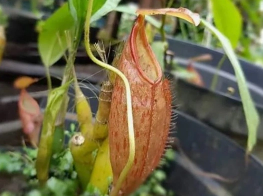 Keanekaragaman Nepenthes Indonesia Jadi Warisan Berharga, Jejak Prof. Mansur Jaga Kantong Semar (foto: ksdae.kehutanan)