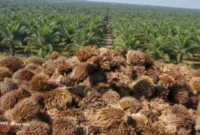 Pemanfaatan Limbah Industri Dorong Inovasi Pertanian dan Kelestarian Lingkungan (foto: haisawit)