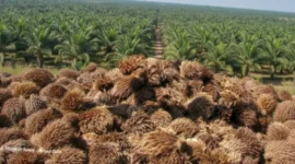 Pemanfaatan Limbah Industri Dorong Inovasi Pertanian dan Kelestarian Lingkungan (foto: haisawit)