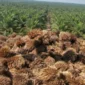 Pemanfaatan Limbah Industri Dorong Inovasi Pertanian dan Kelestarian Lingkungan (foto: haisawit)