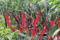 Cabai Tahan Kutudaun Jadi Fokus BRIN, Inovasi Baru untuk Tingkatkan Produktivitas Petani (foto: ipb)