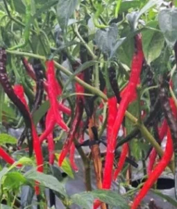 Cabai Tahan Kutudaun Jadi Fokus BRIN, Inovasi Baru untuk Tingkatkan Produktivitas Petani