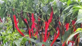 Cabai Tahan Kutudaun Jadi Fokus BRIN, Inovasi Baru untuk Tingkatkan Produktivitas Petani (foto: ipb)