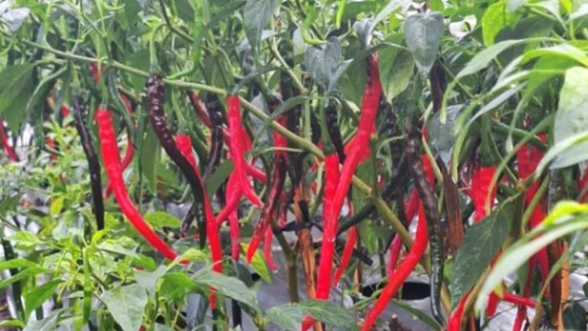 Cabai Tahan Kutudaun Jadi Fokus BRIN, Inovasi Baru untuk Tingkatkan Produktivitas Petani (foto: ipb)