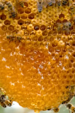 Probiotik dari Madu Lebah tanpa sengat, Apa Manfaat yang Ditemukan BRIN?