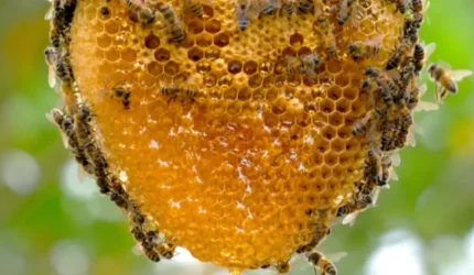 Probiotik dari madu lebah