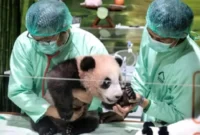 Rio Mulai Menyapa Pengunjung, Anak Giant Panda Pertama yang Lahir di Indonesia Tumbuh Sehat (Foto: Instagram/@ahquote)