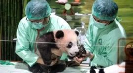 Rio Mulai Menyapa Pengunjung, Anak Giant Panda Pertama yang Lahir di Indonesia Tumbuh Sehat (Foto: Instagram/@ahquote)