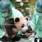 Rio Mulai Menyapa Pengunjung, Anak Giant Panda Pertama yang Lahir di Indonesia Tumbuh Sehat (Foto: Instagram/@ahquote)