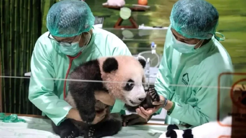 Rio Mulai Menyapa Pengunjung, Anak Giant Panda Pertama yang Lahir di Indonesia Tumbuh Sehat (Foto: Instagram/@ahquote)