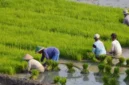 KUR BRI Capai Rp84,36 Triliun, Sektor Ini Ternyata Menjadi Penerima Terbesar (foto: healtheroes)