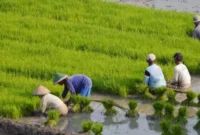 KUR BRI Capai Rp84,36 Triliun, Sektor Ini Ternyata Menjadi Penerima Terbesar (foto: healtheroes)