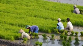 KUR BRI Capai Rp84,36 Triliun, Sektor Ini Ternyata Menjadi Penerima Terbesar (foto: healtheroes)