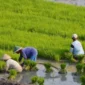 KUR BRI Capai Rp84,36 Triliun, Sektor Ini Ternyata Menjadi Penerima Terbesar (foto: healtheroes)