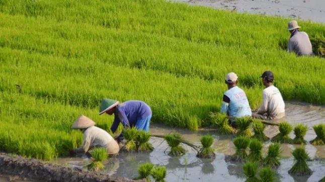 KUR BRI Capai Rp84,36 Triliun, Sektor Ini Ternyata Menjadi Penerima Terbesar (foto: healtheroes)