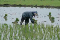 Beasiswa Anak Petani Jadi Langkah Karawang Cetak Generasi Petani Milenial (foto: ekonomi.bisnis)