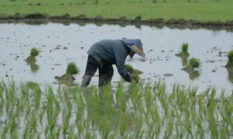 Beasiswa Anak Petani Jadi Langkah Karawang Cetak Generasi Petani Milenial