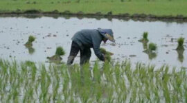 Beasiswa Anak Petani Jadi Langkah Karawang Cetak Generasi Petani Milenial (foto: ekonomi.bisnis)