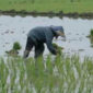 Beasiswa Anak Petani Jadi Langkah Karawang Cetak Generasi Petani Milenial (foto: ekonomi.bisnis)