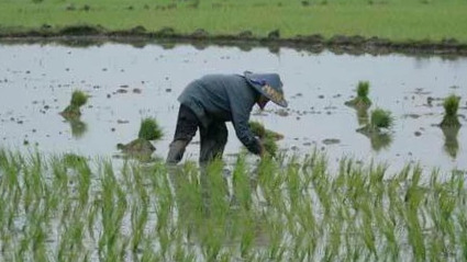 Beasiswa Anak Petani Jadi Langkah Karawang Cetak Generasi Petani Milenial (foto: ekonomi.bisnis)