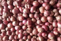 Teknologi MAS Bantu Jaga Mutu Benih Bawang Merah, BRIN Temukan Metode Penyimpanan Paling Efektif (foto: sisipublik)