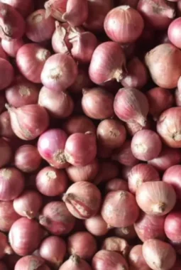 Teknologi MAS Bantu Jaga Mutu Benih Bawang Merah, BRIN Temukan Metode Penyimpanan Paling Efektif