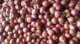 Teknologi MAS Bantu Jaga Mutu Benih Bawang Merah, BRIN Temukan Metode Penyimpanan Paling Efektif (foto: sisipublik)