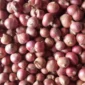 Teknologi MAS Bantu Jaga Mutu Benih Bawang Merah, BRIN Temukan Metode Penyimpanan Paling Efektif (foto: sisipublik)