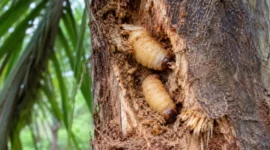 Ulat sagu (Rhynchophorus spp.) berpotensi dikembangkan sebagai sumber protein alternatif dan bahan baku pangan, pakan, serta industri melalui kajian BRIN
