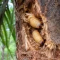 Ulat sagu (Rhynchophorus spp.) berpotensi dikembangkan sebagai sumber protein alternatif dan bahan baku pangan, pakan, serta industri melalui kajian BRIN