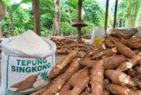 Pati singkong yang dikembangkan BRIN untuk mendukung respons awal dan pengendalian karhutla (ilustrasi AI: sisipublik.com)